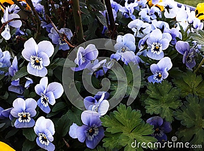 Pansy flowers, in the garden. Stock Photo