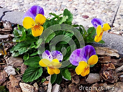 Pansy Flowers Heartsease Viola tricolor in the garden Stock Photo