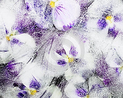 Pansy Flowers in Ice Stock Photo