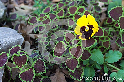 Pansy growing in a flowerbed of coleus and dried leaves Stock Photo