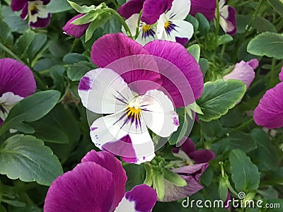 Pansy Party Stock Photo