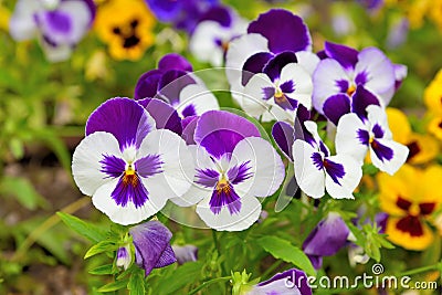 Pansy Viola Stock Photo