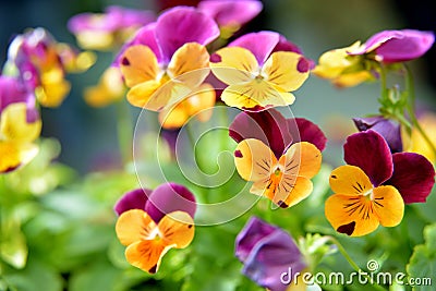 Pansy Viola flower Stock Photo