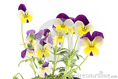 Pansy, Viola Tricolor, Flowers Stock Photo