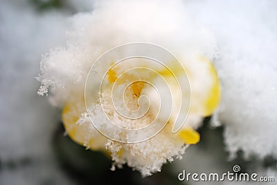 Pansy, violae flowers covered with snow Stock Photo