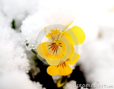 Pansy, violae flowers covered with snow Stock Photo