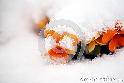 Pansy, violae flowers covered with snow Stock Photo