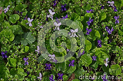 Pansy Violet, Heartsease or Viola odorata blooming in the garden Stock Photo