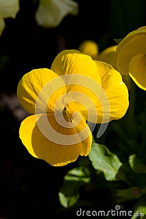 Pansy violet Stock Photo