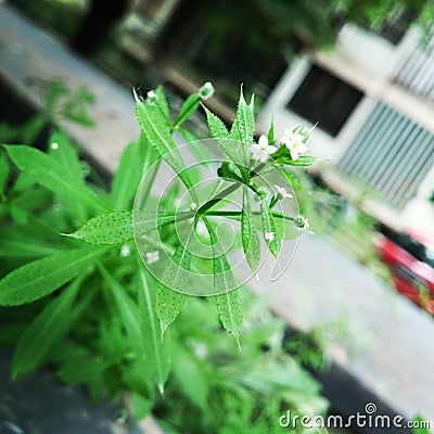 Tiny green plant with white flowers Stock Photo
