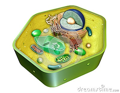 Plant cell structure Cartoon Illustration