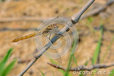 Pantala flavescens Stock Photo