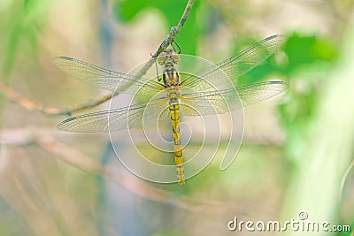 Pantala flavescens Stock Photo