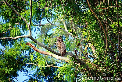 Pantanal Stock Photo