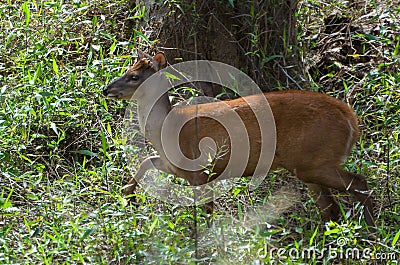 Pantanal deer, free in the Brazilian wetland biome Stock Photo