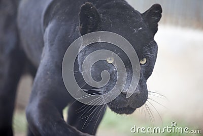 Panther Stock Photo