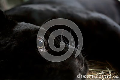 Panther Stock Photo