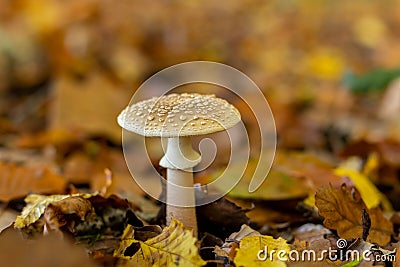 Panther amanita among the leaves in the forest in the fall, amanita pantherina Stock Photo