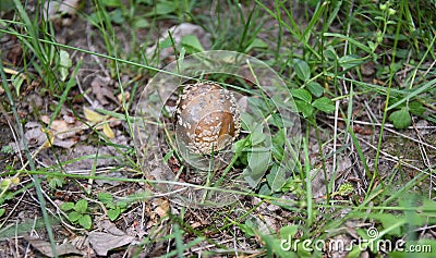 The panther cap or false blusher mushroom Stock Photo