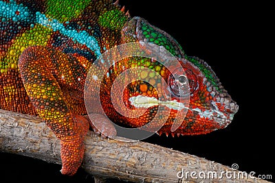 Panther chameleon Stock Photo