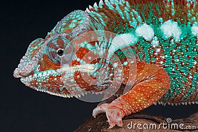 Panther chameleon Stock Photo