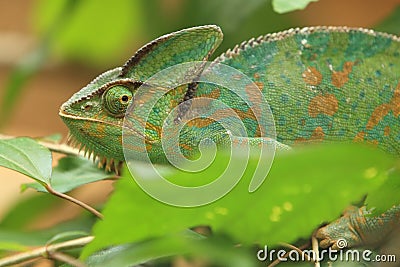 Panther chameleon Stock Photo