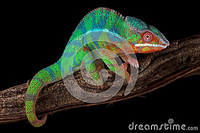 Panther chameleon Furcifer pardalis Stock Photo