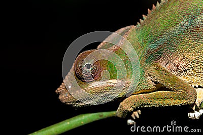 Panther chameleon Furcifer pardalis Stock Photo