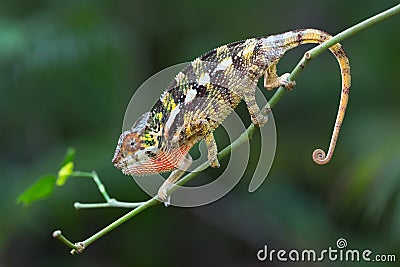 Panther chameleon Furcifer pardalis Stock Photo