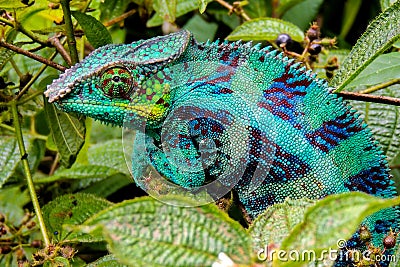 Panther Chameleon lat. Furcifer pardalis Madagascar Stock Photo