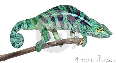 Panther Chameleon Nosy Be Stock Photo