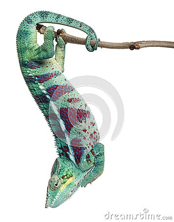 Panther Chameleon Nosy Be, Furcifer pardalis Stock Photo