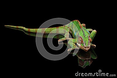 Panther chameleon resting on Black Mirror with tail , Isolated Stock Photo