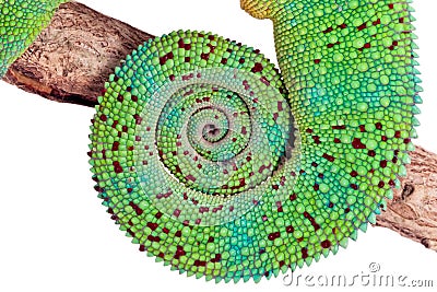 Panther Chameleon Tail Stock Photo