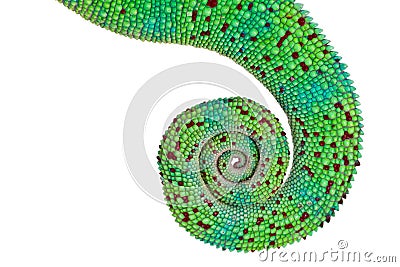Panther Chameleon Tail Stock Photo