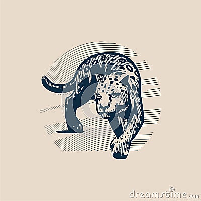 Panther or cougar, wild cat moves Vector Illustration