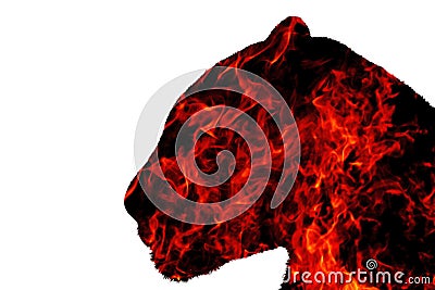 Panther from the fire on a white background Stock Photo