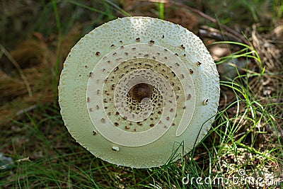 Panther fly agaric Stock Photo