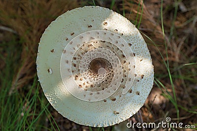 Panther fly agaric Stock Photo