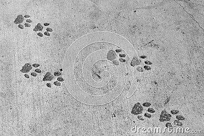 Panther footprints (pawprint imitation) Stock Photo