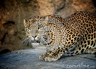 Panther hunting in africa Stock Photo