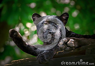 Panther or leopard are resting in the natural. Stock Photo