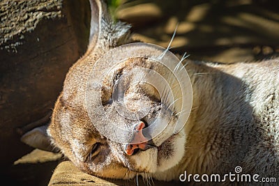 Panther, majestic feline sleeping in Pantanal, Brazil Stock Photo