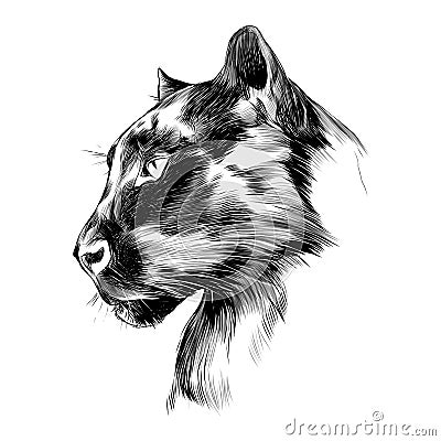 Panther`s profile Vector Illustration