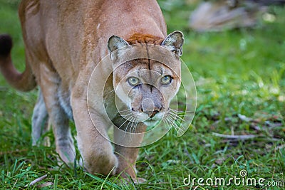 Panther stalks prey through forest floor Stock Photo