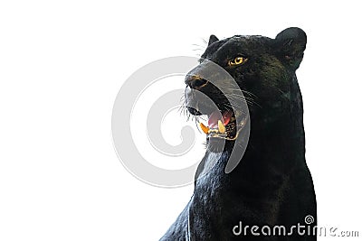 Panther taking close-up with white background Stock Photo