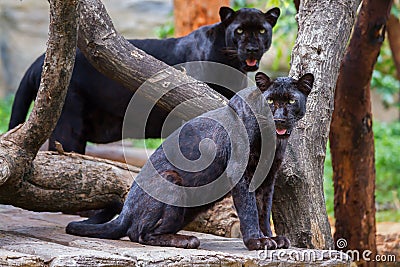 Panther Stock Photo