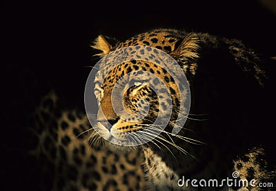 Panthera Stock Photo