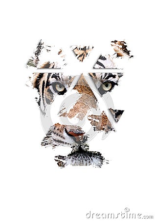 The tiger is watching you, fine art Stock Photo