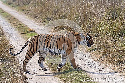Panthera tigris - wild tigress crossing the road in an Indian forest Stock Photo